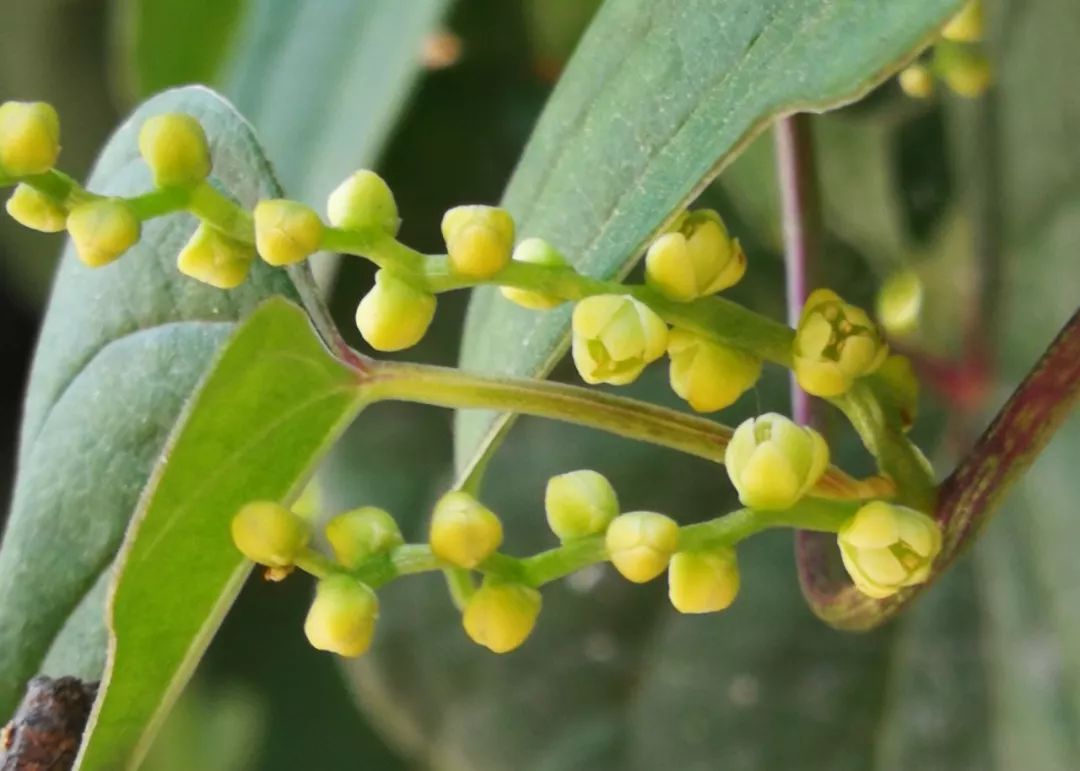 山药和山药豆的效果一样吗,吃山药豆有什么好处与坏处