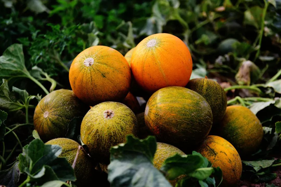 磴口县第二十七届华莱士节即将盛大启幕！