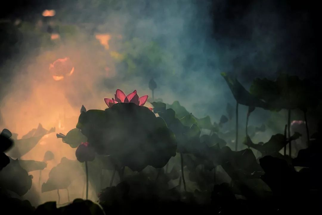 遇见·雄安｜七月错过白洋淀，你可就错过了整个北方的夏天！