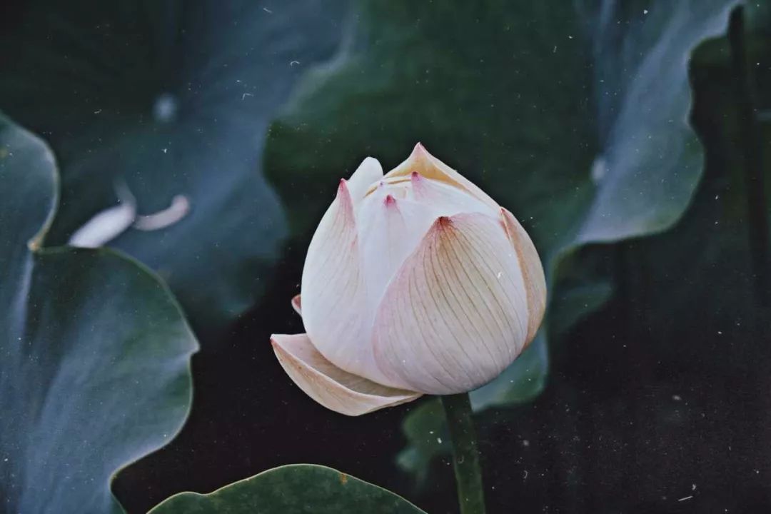 遇见·雄安｜七月错过白洋淀，你可就错过了整个北方的夏天！