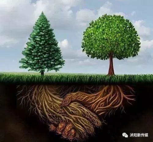 建陵高级中学和沭中,选沭中普通班还是选建陵实验班