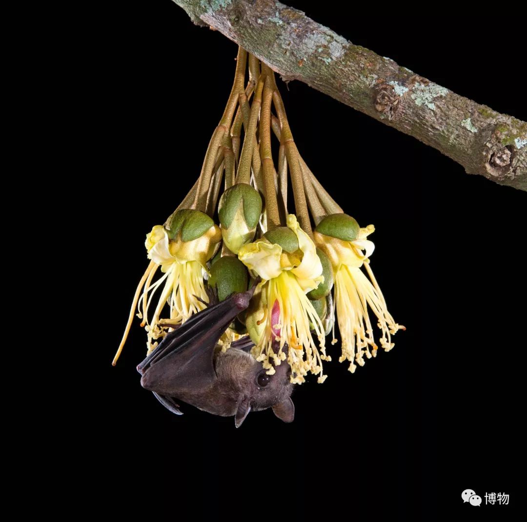 榴莲到底是啥味道,榴莲到底是甜的还是臭的