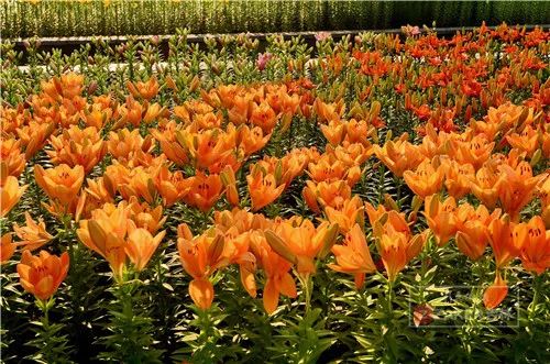 百合打卡地,百合打卡网红地