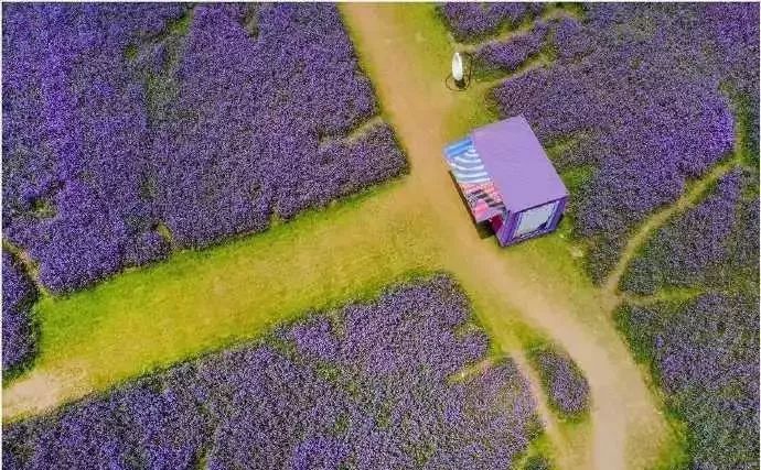 缇庡摥浜嗗ぉ娲ヨ柊琛ｈ崏鑺辨捣鐩涙斁,澶╂触钖拌。鑽夎姳娴峰湪鍝噷