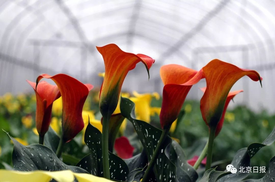 请问中国国花是不是牡丹,牡丹为什么是我国的国花50字