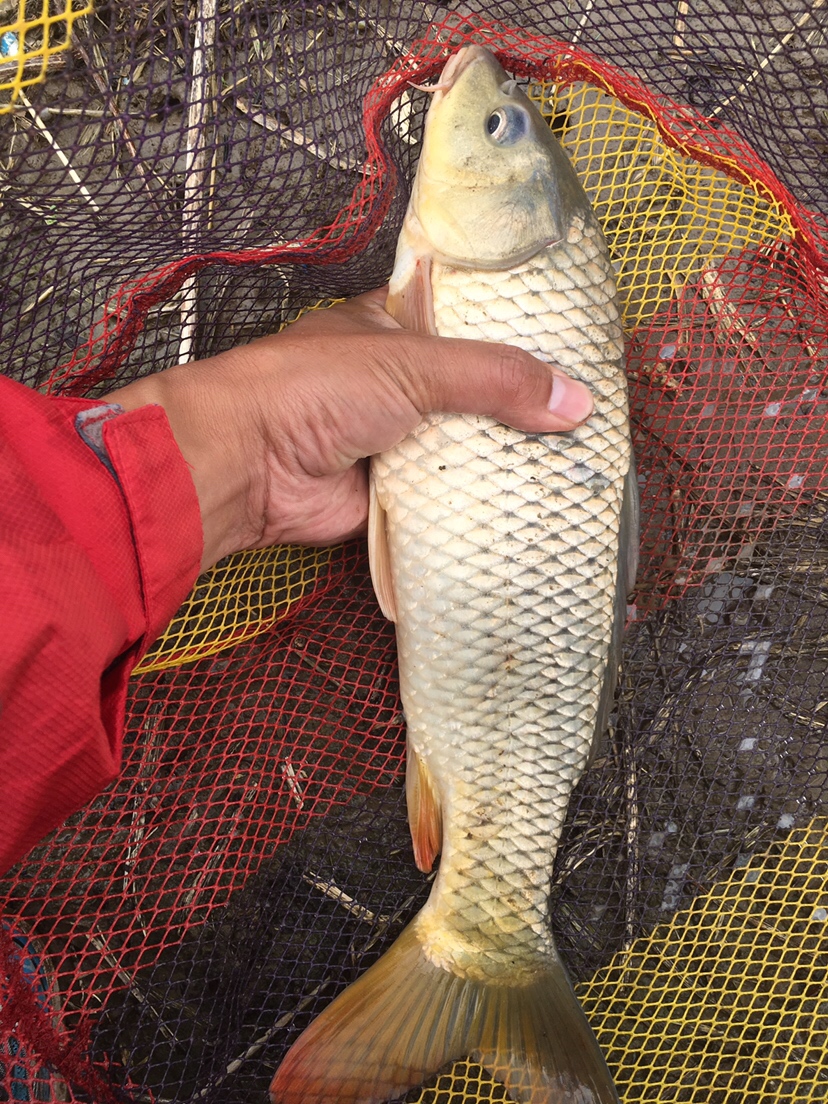 崇明钓昂刺,崇明岛野钓昂刺鱼