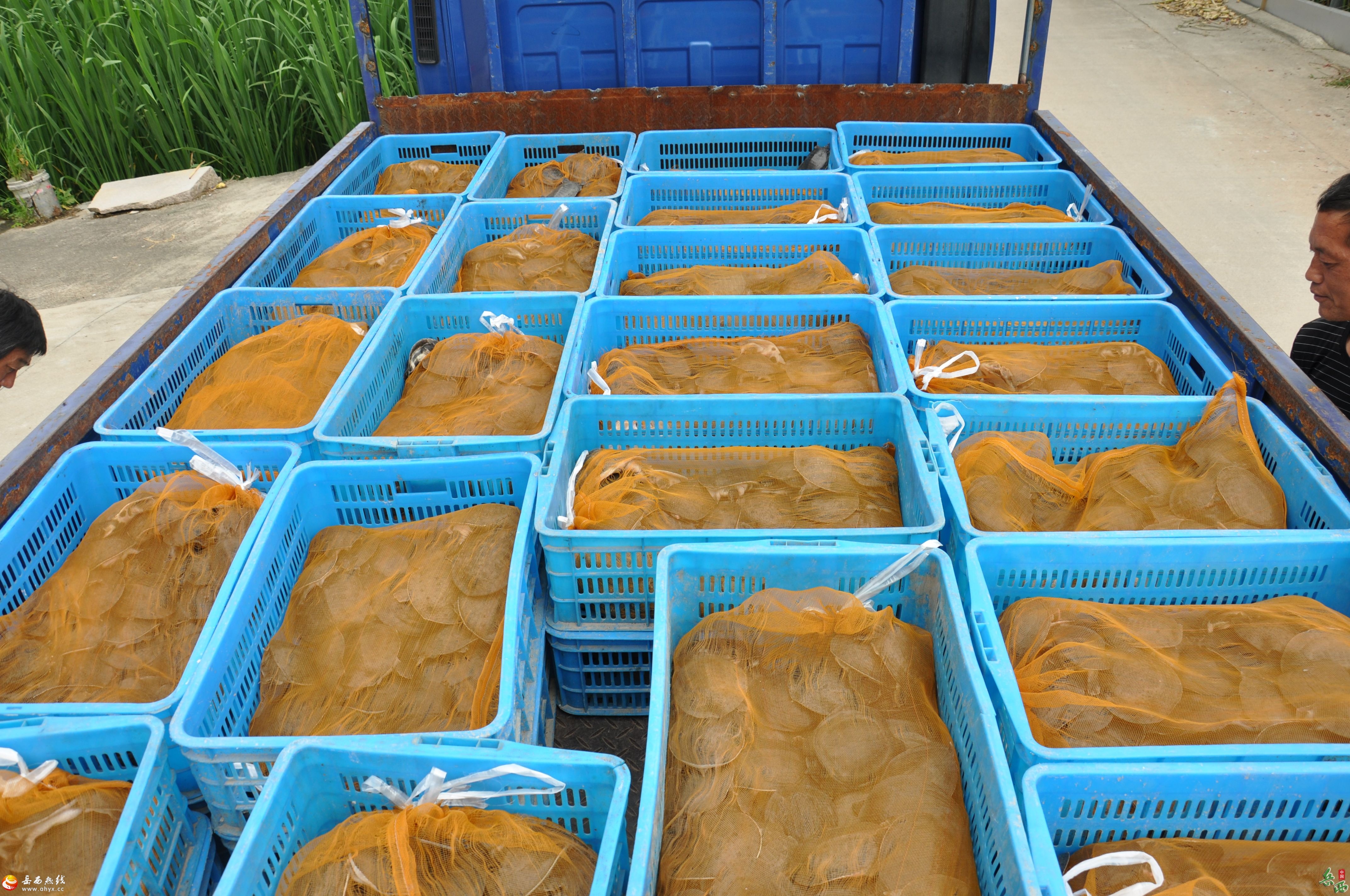 主簿镇：套养一只小甲鱼，做活四篇大文章