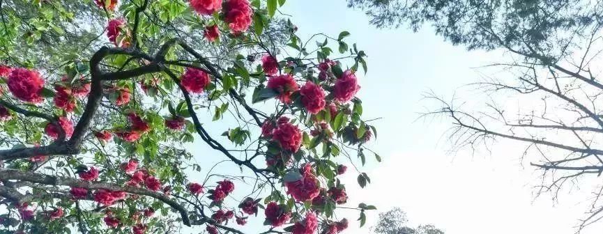 人大代表提议牡丹为国花,建议将牡丹确定为国花