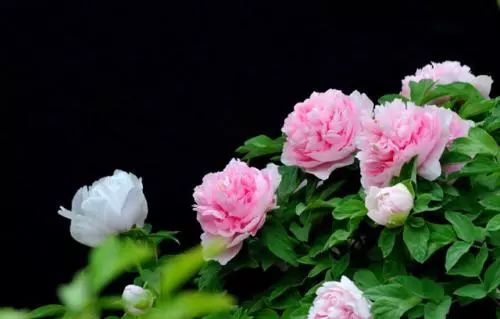 绿话题丨选牡丹为“国花”，你同意吗？