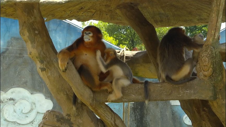娴锋磱鍔ㄧ墿閬挎殤绂忓埄,鍔ㄧ墿閬挎殤楂樻俯绂忓埄
