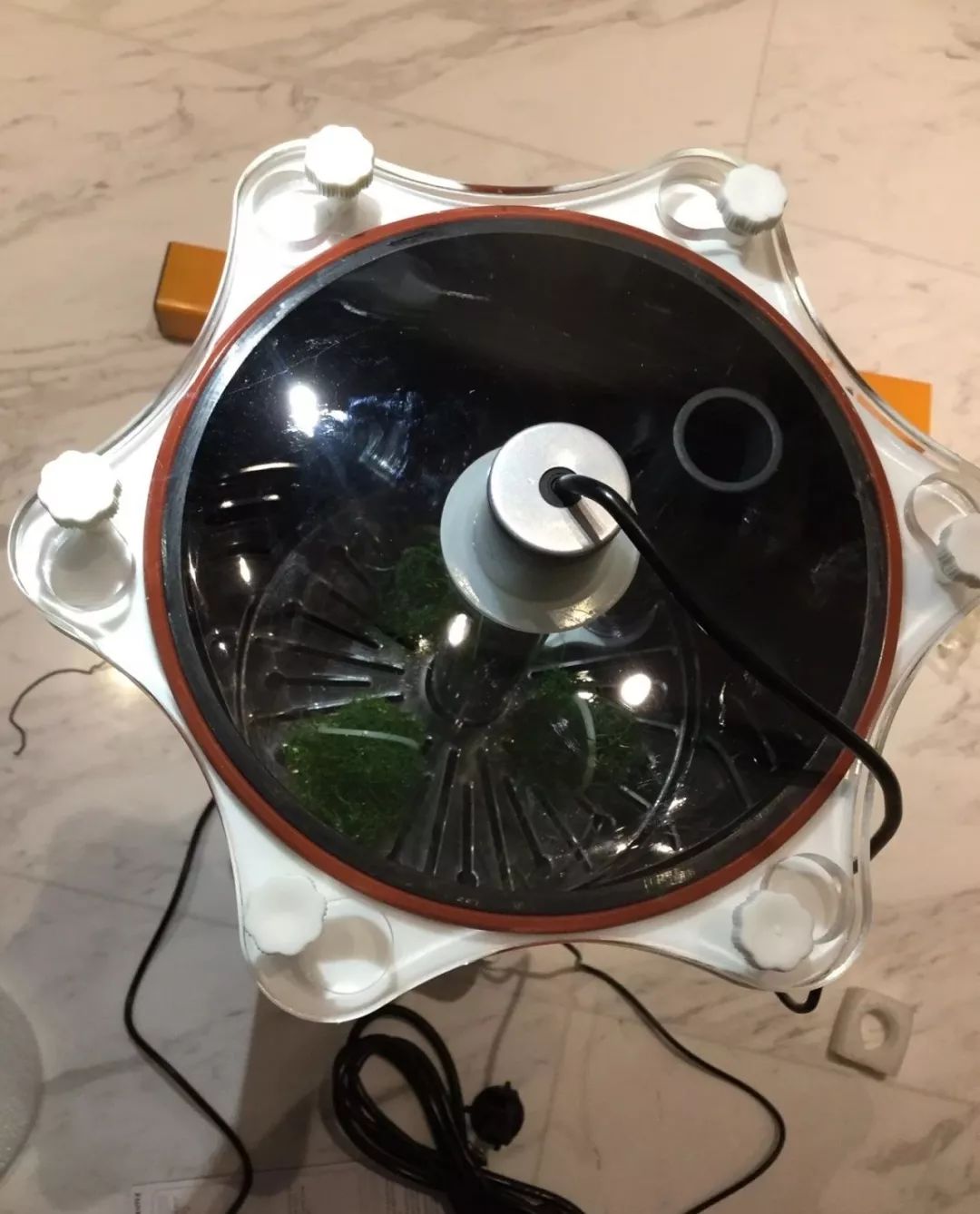 新开缸每天都有鱼死,新开缸鱼一直死