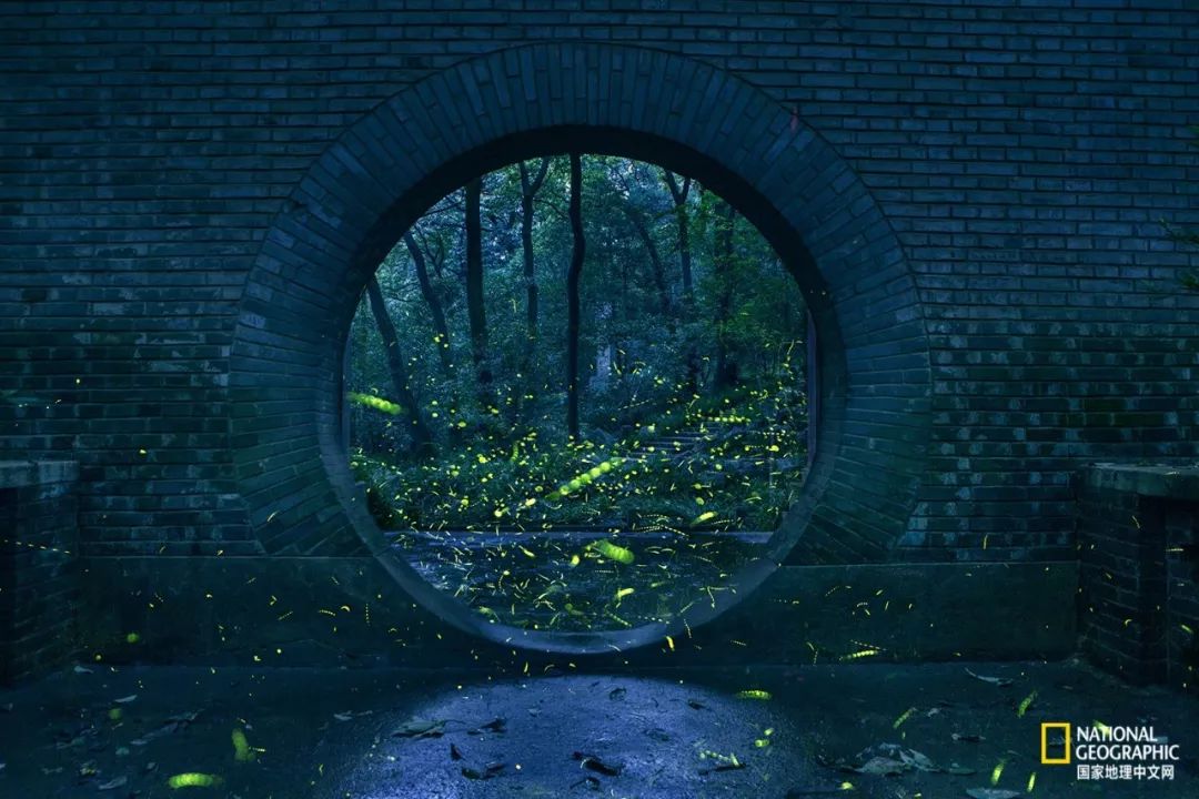 南京紫金山灵谷寺萤火虫,南京灵谷寺哪里可以看到萤火虫