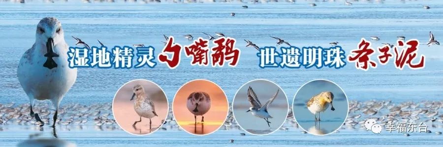 东台市城乡公交运营公告,东台城乡公交开通时间表