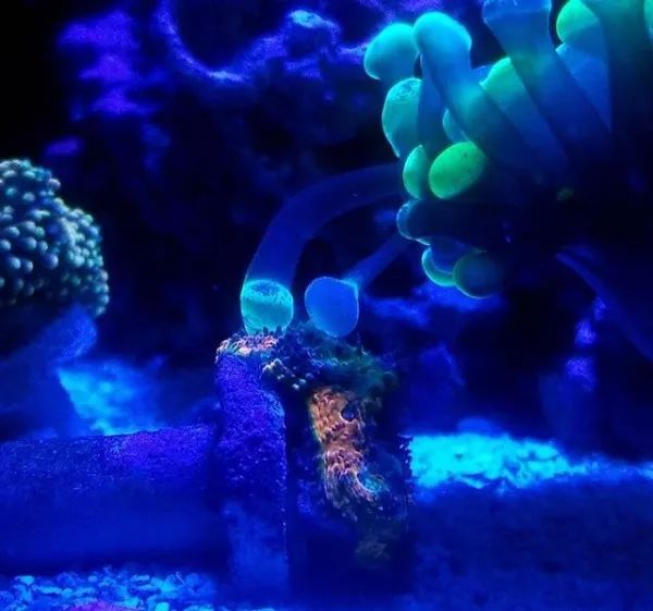 生死看淡不服就干古风打戏,生死看淡不服就干打一动物