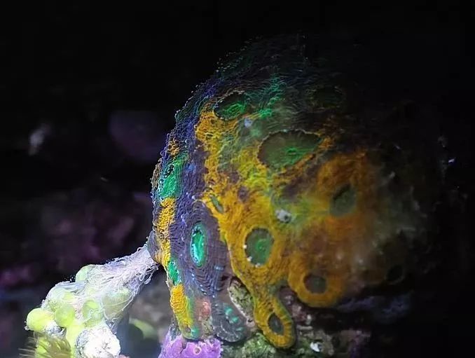 生死看淡不服就干古风打戏,生死看淡不服就干打一动物