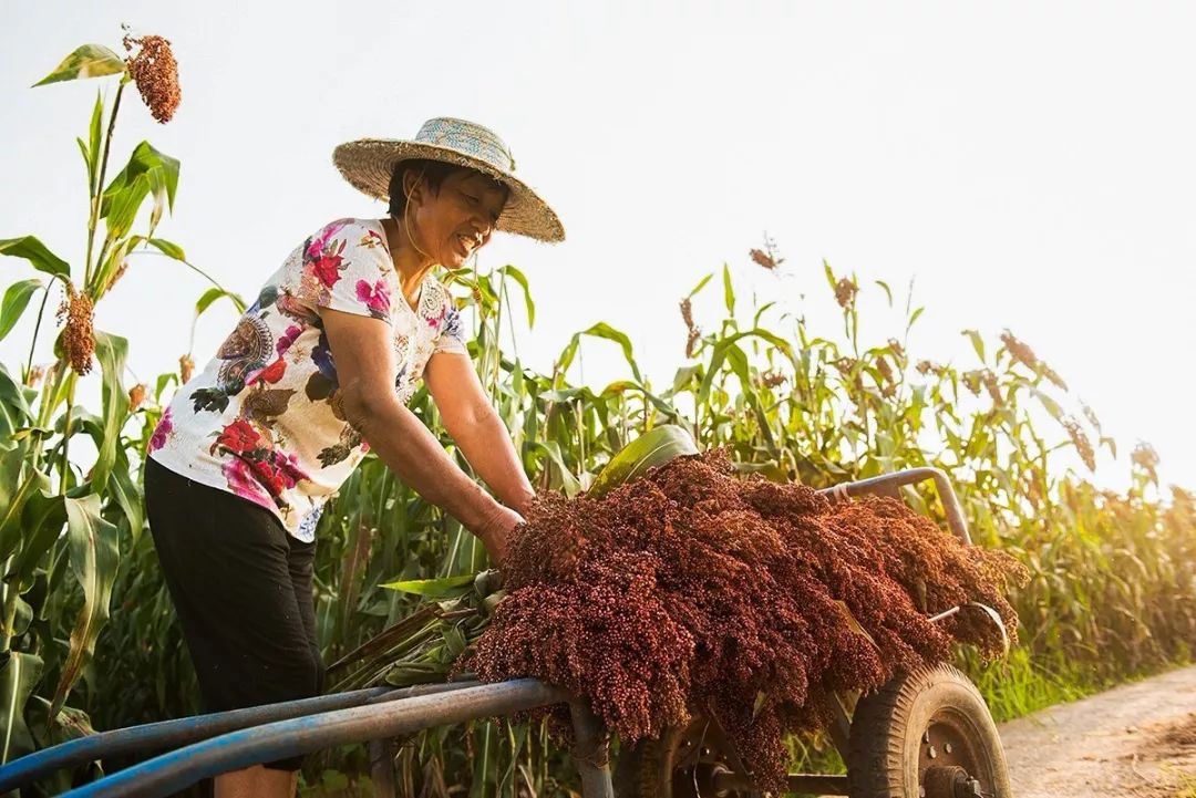 又见高粱红,又见高粱红1-40集解说