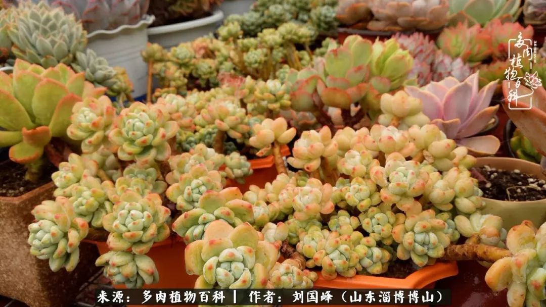 夏季多肉褪色前后对比,聊聊多肉夏季如何防护