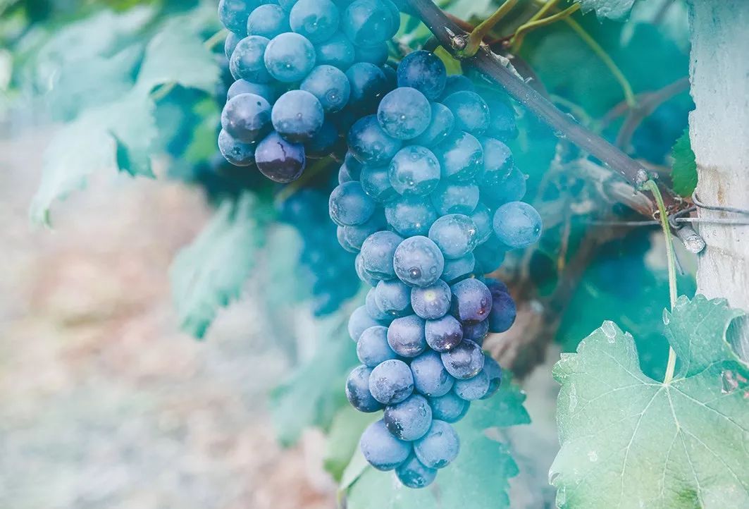 十大葡萄采摘好去处,上海松江摘葡萄最佳地点