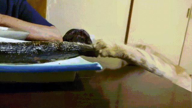 海鲜市场纯天然的7种鱼,水产市场什么鱼可以回家养