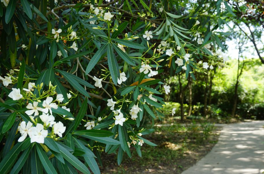 “两眼么擦黑”！还有比夜间春申塘绿地更适合拍鬼片的地方吗？