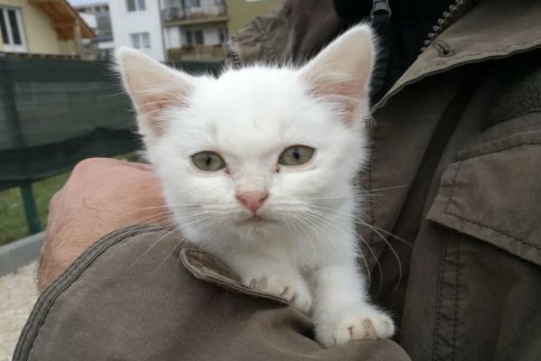 命中注定！主人正想为全白爱犬找伴白浪猫就送上门