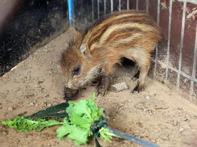 天蓬元帅别惹农夫怎么解锁,天蓬元帅下界被欺负