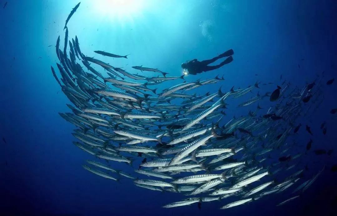 海洋生态环保主题方案,海洋生态环境科普保护宣传视频