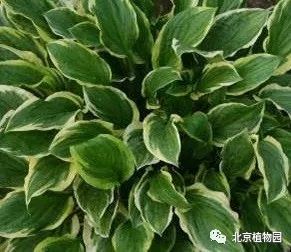 最耐寒的玉簪品种,北京植物园园艺