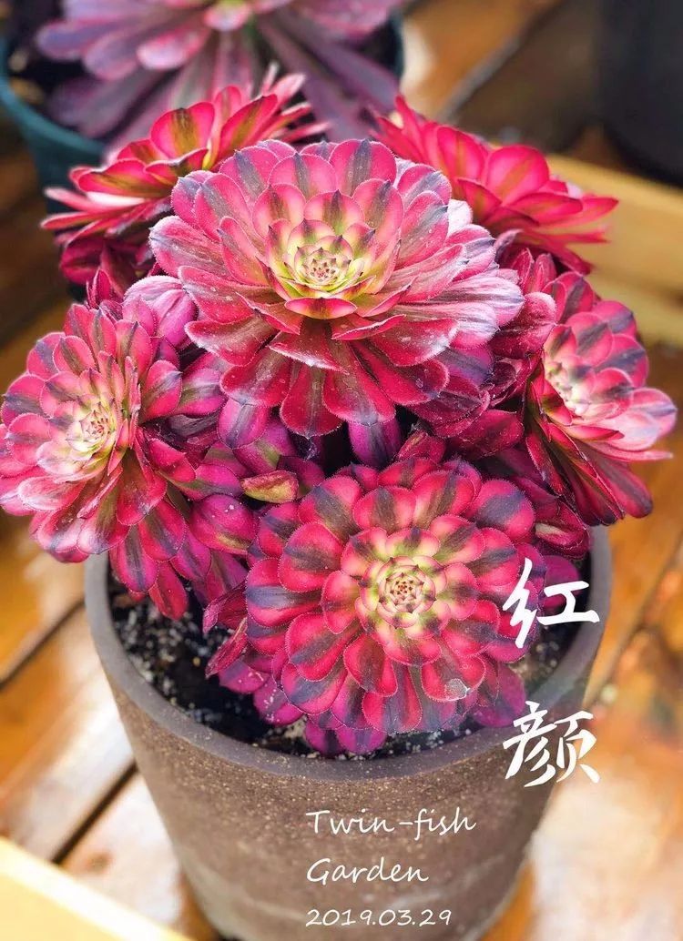 法师主根黑腐了怎么办,法师黑腐还能救活吗