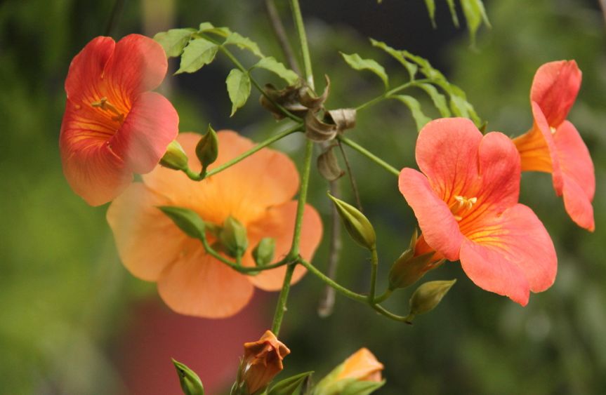 科普|七月最“火”园林树木排行榜