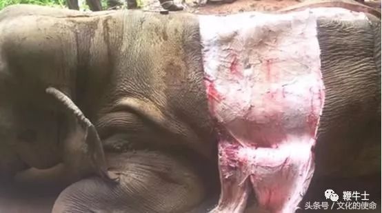 非法倒卖保护动物,非法买卖动物产品