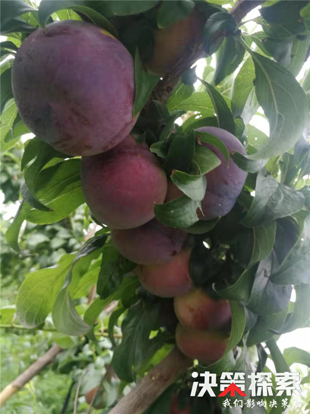 千亩柑橘获丰收农民笑颜增收忙,千亩桃园迎来丰收季群众喜增收