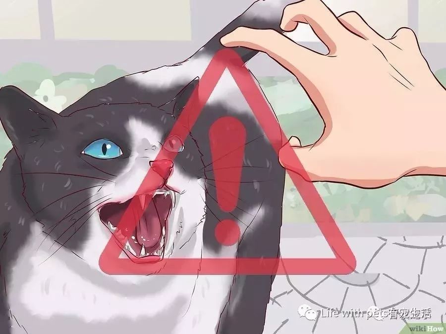 如何捕捉泥鳅,如何捕捉苍蝇