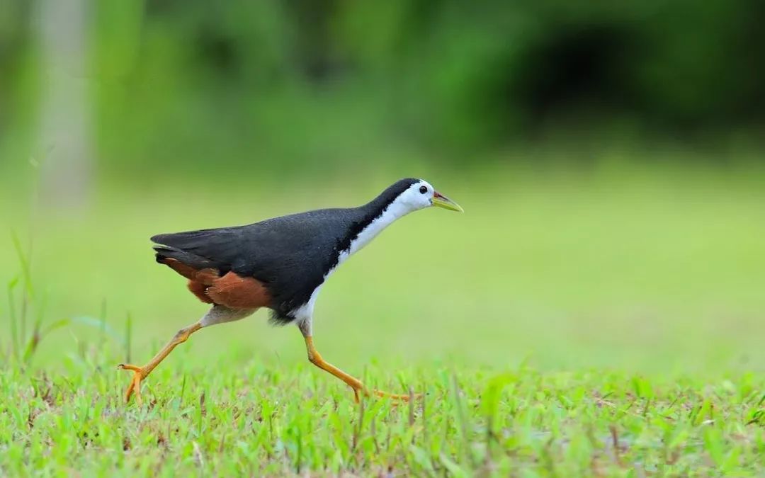 保护野生动物和生态文明建设,保护野生动物检察机关