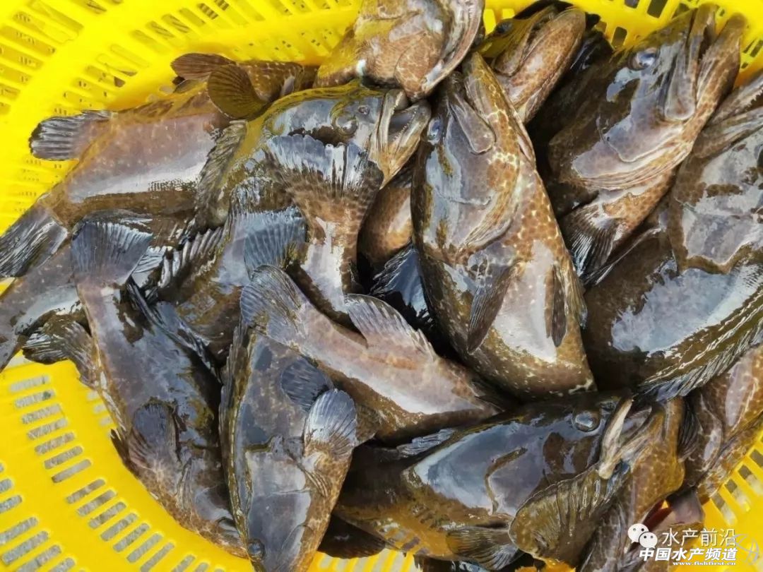 国内能养的虎类品种排行,什么品种的虎最好养