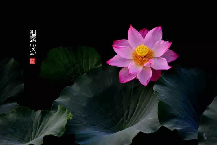 关于荷花和荷叶的生日祝福语,祝荷花生日快乐的话