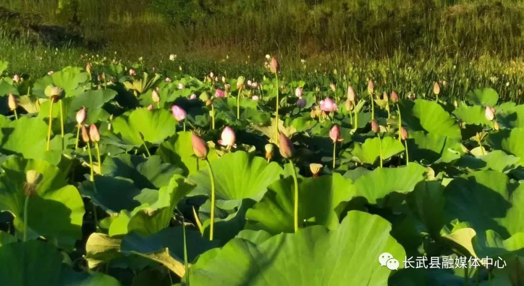 长武避暑胜地,长武青龙山避暑