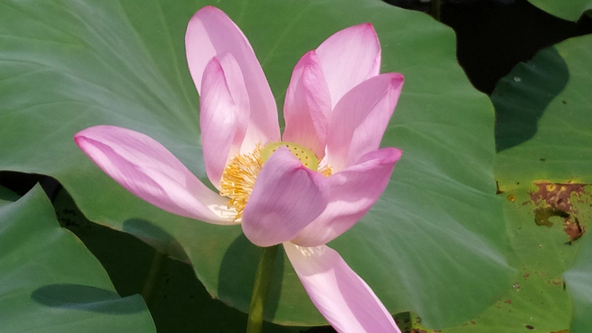 微山湖观荷花,青荷盖绿水微山湖十万亩荷花盛放