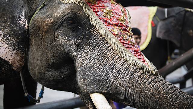 最后的净土,最后的净土格陵兰岛