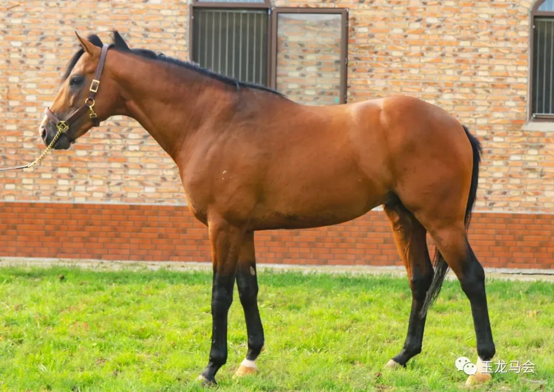名马之后，发现无限“商机”！国际赛冠军登陆第六期“玉龙”马匹网络拍卖会