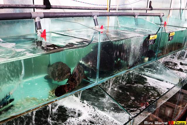 在礐石居然有这么一个世外桃源,日照有哪些海滩可以免费赶海