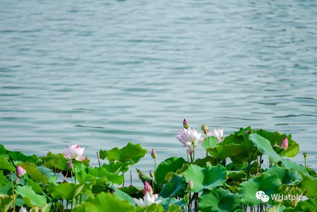 西北湖，韵滴莫抛子？