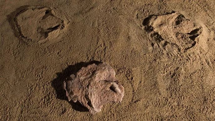 发现了霸王龙的足迹化石,霸王龙挖出的化石有哪些