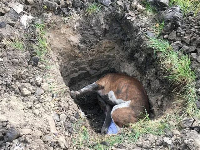 恶犬伤人民警处置,郯城疯牛出没民警果断处置