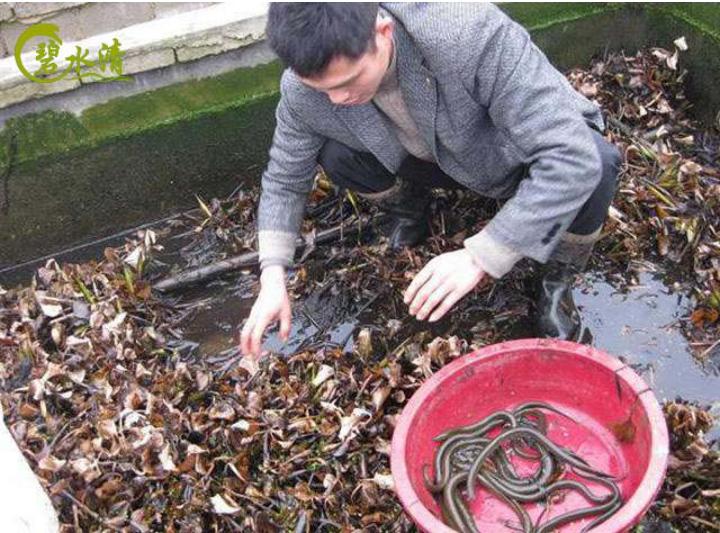 湖北福星现代农业黄鳝养殖,创业黄鳝养殖项目