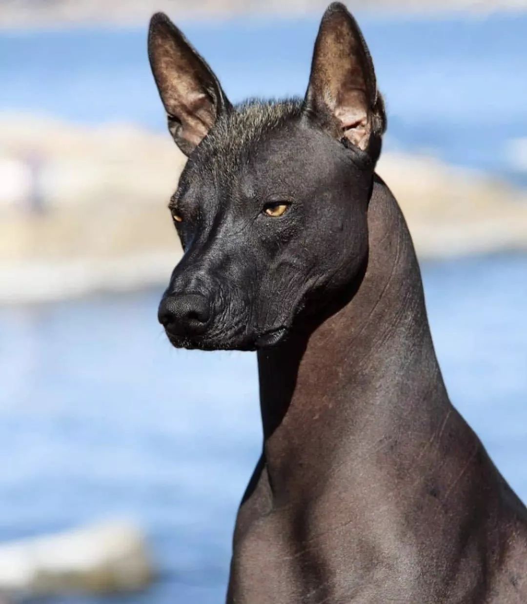 12种爱犬领你参观它们的老家