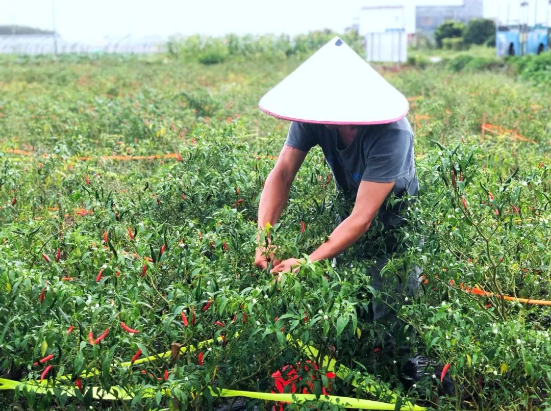 这绝对是世界上最香辣的辣椒,广西什么辣椒最辣最好吃