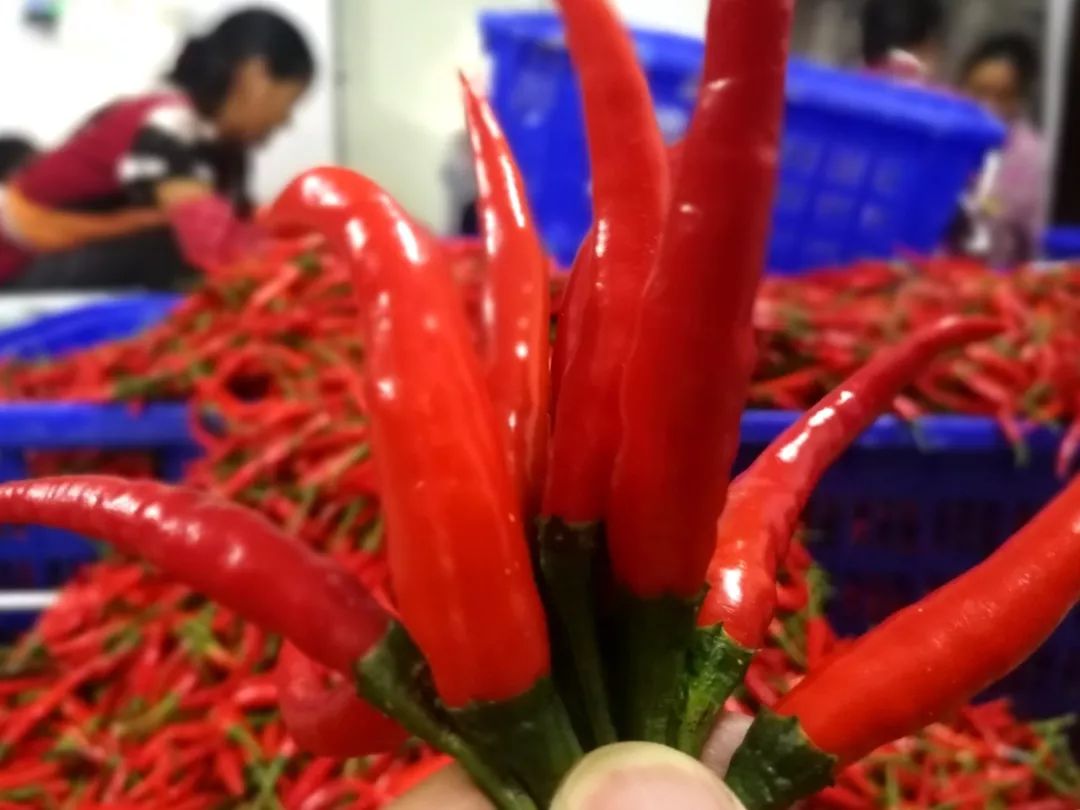 这绝对是世界上最香辣的辣椒,广西什么辣椒最辣最好吃