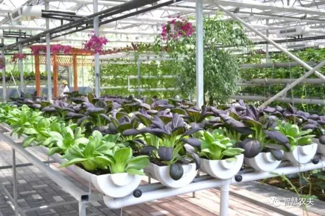 知农道农无土栽培实操技术,无土栽培的知识