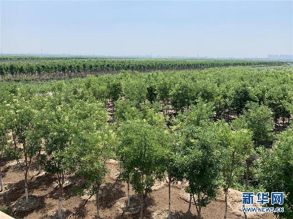 关注｜建设一片“绿谷”留下一座“宝库”——天津构筑“双城”绿色生态屏障